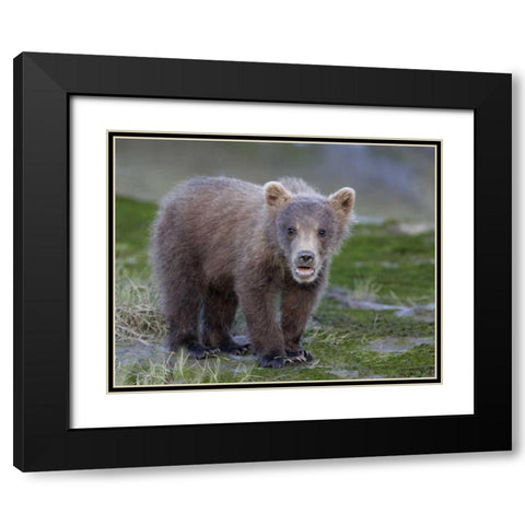 AK, Lake Clark NP Brown bear spring cub Black Modern Wood Framed Art Print with Double Matting by Morris, Arthur