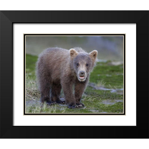 AK, Lake Clark NP Brown bear spring cub Black Modern Wood Framed Art Print with Double Matting by Morris, Arthur