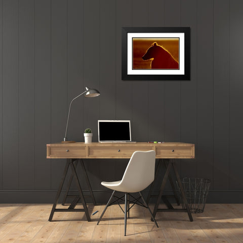 AK, Lake Clark NP Brown bear in golden light Black Modern Wood Framed Art Print with Double Matting by Morris, Arthur