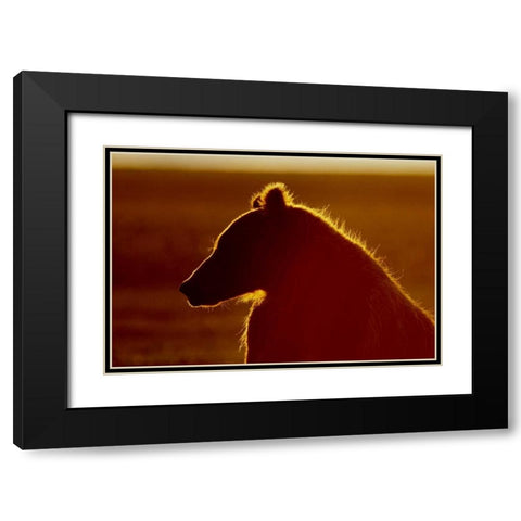 AK, Lake Clark NP Brown bear in golden light Black Modern Wood Framed Art Print with Double Matting by Morris, Arthur