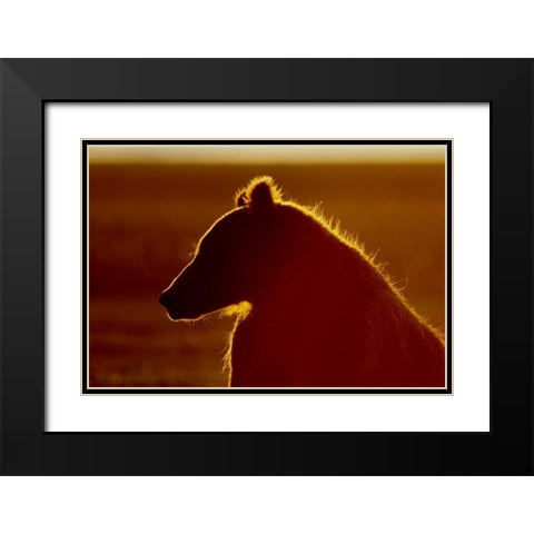 AK, Lake Clark NP Brown bear in golden light Black Modern Wood Framed Art Print with Double Matting by Morris, Arthur