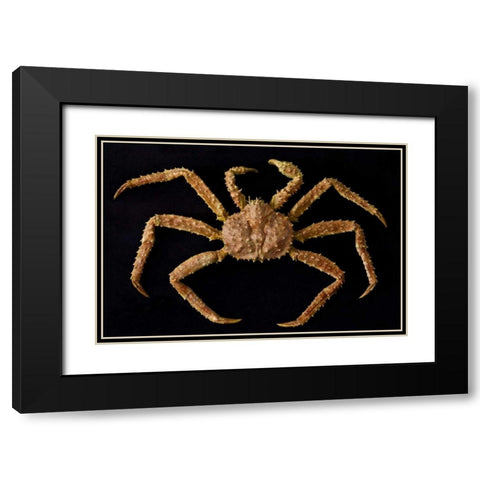 AK, Petersburg Alaskan king crab  Black Modern Wood Framed Art Print with Double Matting by Paulson, Don