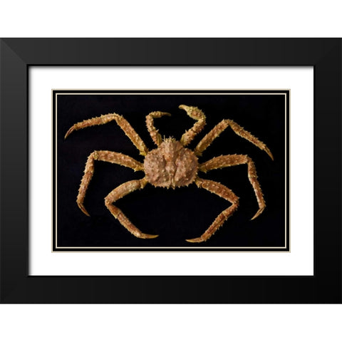 AK, Petersburg Alaskan king crab  Black Modern Wood Framed Art Print with Double Matting by Paulson, Don