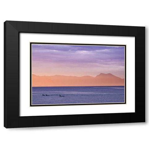 Alaska, Ketchikan Three orcas surface at sunset Black Modern Wood Framed Art Print with Double Matting by Paulson, Don