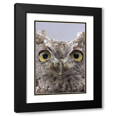 AK, Ketchikan Portrait of western screech owl Black Modern Wood Framed Art Print with Double Matting by Paulson, Don