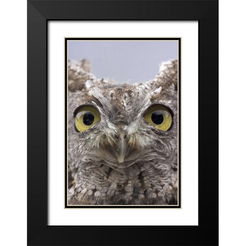 AK, Ketchikan Portrait of western screech owl Black Modern Wood Framed Art Print with Double Matting by Paulson, Don