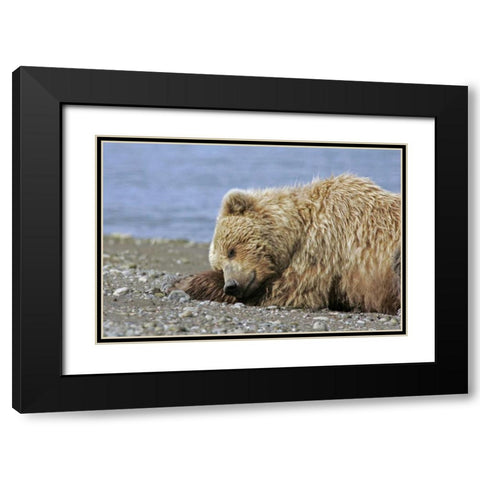 AK, Lake Clark NP Coastal grizzly bear napping Black Modern Wood Framed Art Print with Double Matting by Illg, Cathy and Gordon