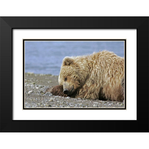 AK, Lake Clark NP Coastal grizzly bear napping Black Modern Wood Framed Art Print with Double Matting by Illg, Cathy and Gordon