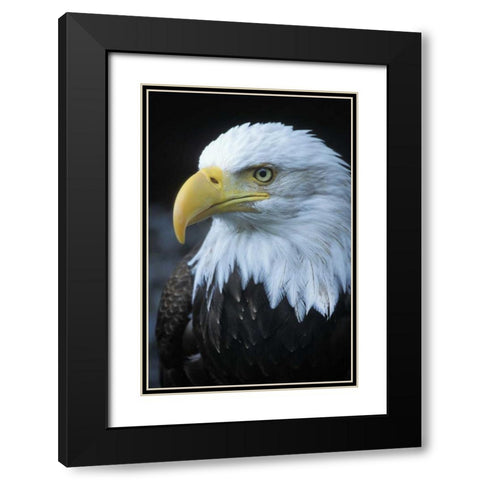 Alaska, Inside Passage Adult bald eagle portrait Black Modern Wood Framed Art Print with Double Matting by Rotenberg, Nancy