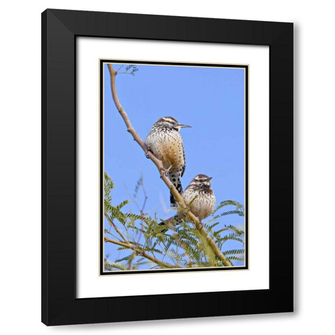 Arizona, Phoenix Cactus wren pair on limb Black Modern Wood Framed Art Print with Double Matting by Lord, Fred