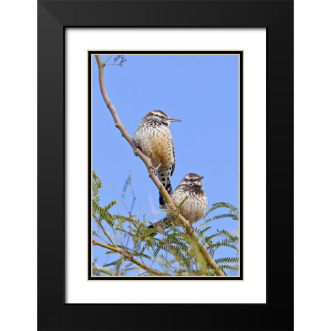 Arizona, Phoenix Cactus wren pair on limb Black Modern Wood Framed Art Print with Double Matting by Lord, Fred