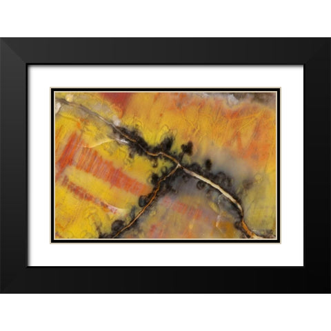 USA, Arizona Close-up of petrified wood Black Modern Wood Framed Art Print with Double Matting by Kirkland, Dennis