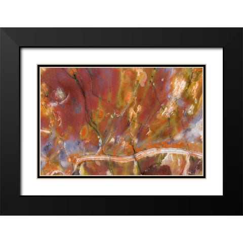 USA, Arizona Close-up of petrified wood Black Modern Wood Framed Art Print with Double Matting by Kirkland, Dennis
