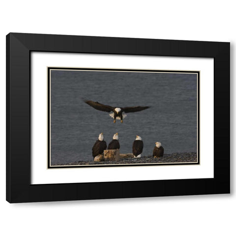 AK, Kachemak Bay, Homer Spit Bald eagle landing Black Modern Wood Framed Art Print with Double Matting by Grall, Don