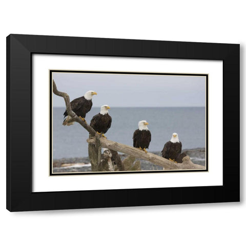 AK, Kachemak Bay Bald eagles on driftwood Black Modern Wood Framed Art Print with Double Matting by Grall, Don
