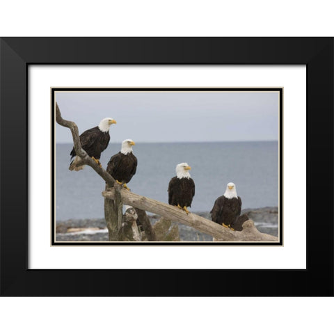 AK, Kachemak Bay Bald eagles on driftwood Black Modern Wood Framed Art Print with Double Matting by Grall, Don