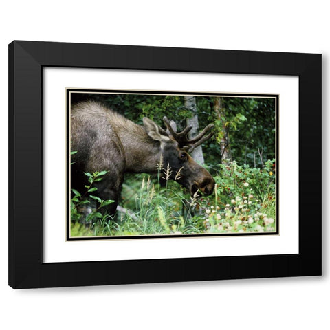 Alaska, Icy Bay Bull moose grazing in the woods Black Modern Wood Framed Art Print with Double Matting by Williams, Joanne