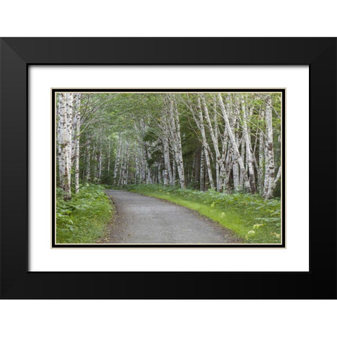AK, Douglas Island Road through alder trees Black Modern Wood Framed Art Print with Double Matting by Paulson, Don