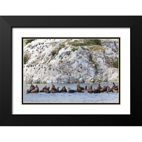 AK, Glacier Bay NP Resting Steller sea lions Black Modern Wood Framed Art Print with Double Matting by Paulson, Don