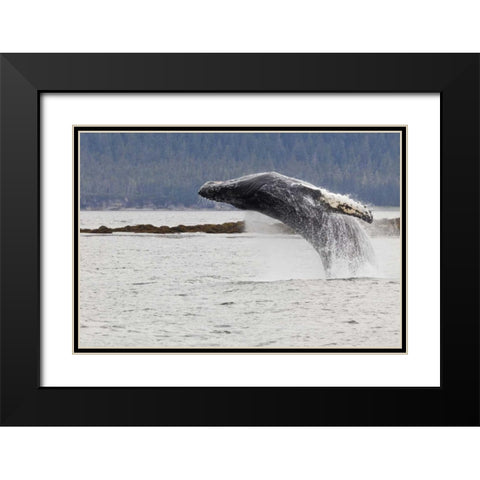 AK, Frederick Sound Humpback whale lunging Black Modern Wood Framed Art Print with Double Matting by Paulson, Don