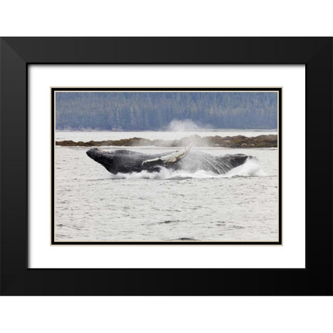 AK, Frederick Sound Humpback whale lunging Black Modern Wood Framed Art Print with Double Matting by Paulson, Don
