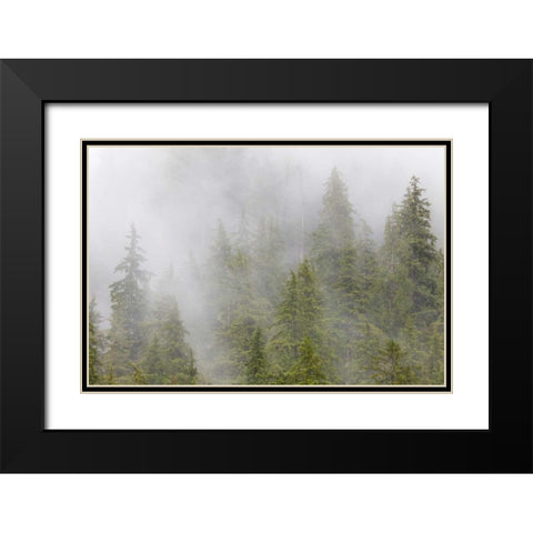 Alaska Fog in spruce and hemlock forest Black Modern Wood Framed Art Print with Double Matting by Paulson, Don