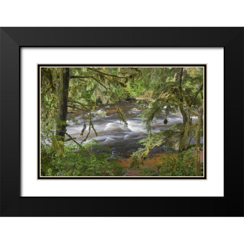 Alaska, Anan Creek Creek between cypress trees Black Modern Wood Framed Art Print with Double Matting by Paulson, Don