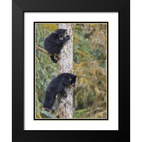 Alaska, Anan Creek Two black bear cubs in a tree Black Modern Wood Framed Art Print with Double Matting by Paulson, Don