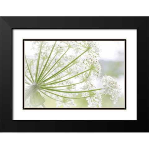Alaska, Glacier Bay Cow parsnip in Bartlett Cove Black Modern Wood Framed Art Print with Double Matting by Paulson, Don