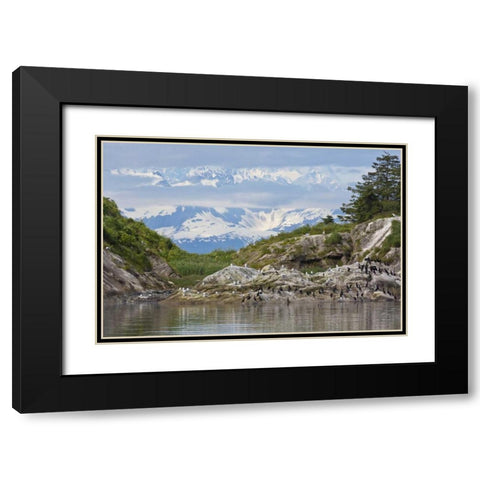 AK, Glacier Bay NP Cormorants on rocks Black Modern Wood Framed Art Print with Double Matting by Paulson, Don