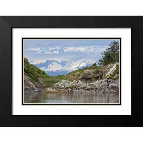 AK, Glacier Bay NP Cormorants on rocks Black Modern Wood Framed Art Print with Double Matting by Paulson, Don