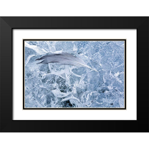 AK, Glacier Bay NP Gull feather on a Glacier Black Modern Wood Framed Art Print with Double Matting by Paulson, Don