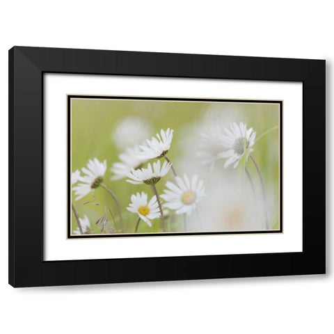 Alaska, Glacier Bay Arctic daisies in Dundas Bay Black Modern Wood Framed Art Print with Double Matting by Paulson, Don