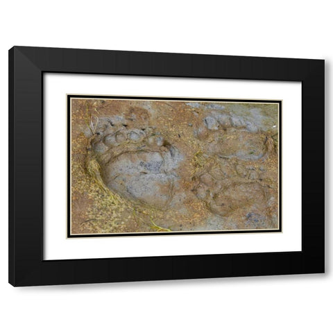 AK, Glacier Bay NP Black bear tracks in mud Black Modern Wood Framed Art Print with Double Matting by Paulson, Don