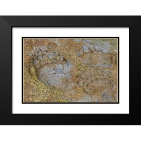 AK, Glacier Bay NP Black bear tracks in mud Black Modern Wood Framed Art Print with Double Matting by Paulson, Don