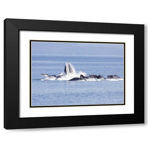 Alaska, Freshwater Bay Humpback whales feeding Black Modern Wood Framed Art Print with Double Matting by Paulson, Don