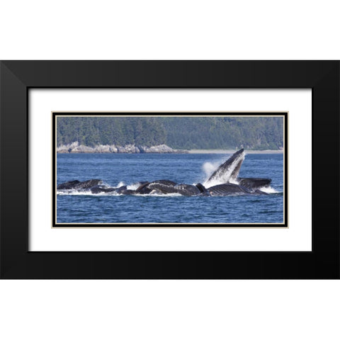Alaska, Freshwater Bay Humpback whales feeding Black Modern Wood Framed Art Print with Double Matting by Paulson, Don