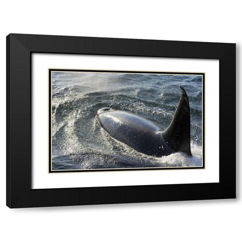 Alaska, Tenakee Springs Orca whale diving Black Modern Wood Framed Art Print with Double Matting by Paulson, Don