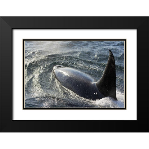 Alaska, Tenakee Springs Orca whale diving Black Modern Wood Framed Art Print with Double Matting by Paulson, Don