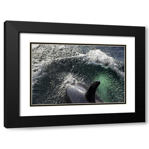 Alaska, Tenakee Springs Orca whale diving Black Modern Wood Framed Art Print with Double Matting by Paulson, Don