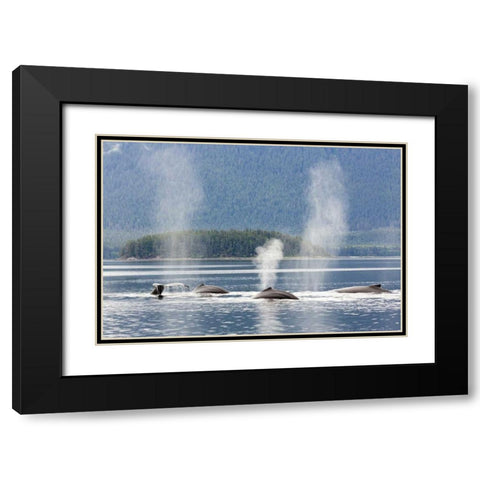 AK, Seymour Canal Diving humpback whales Black Modern Wood Framed Art Print with Double Matting by Paulson, Don