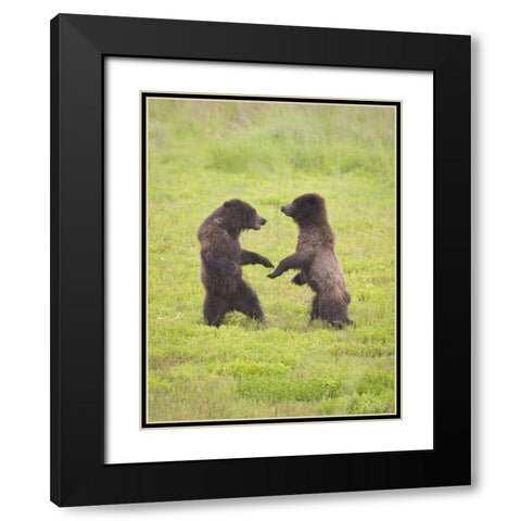 AK, Tongass NF, Two brown bear cubs play-fighting Black Modern Wood Framed Art Print with Double Matting by Paulson, Don