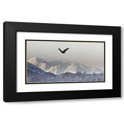 AK, Chilkat Bald eagle flies in preserve Black Modern Wood Framed Art Print with Double Matting by Illg, Cathy and Gordon