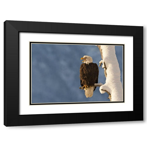AK, Chilkat Bald eagle perched on branch Black Modern Wood Framed Art Print with Double Matting by Illg, Cathy and Gordon