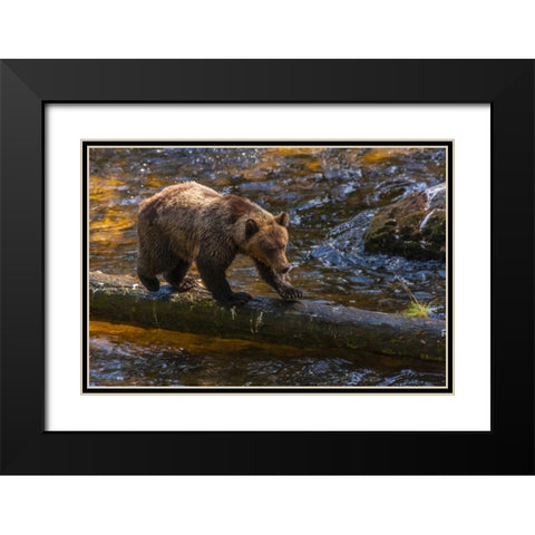 AK, Tongass NF Grizzly bear on log hunting Black Modern Wood Framed Art Print with Double Matting by Illg, Cathy and Gordon