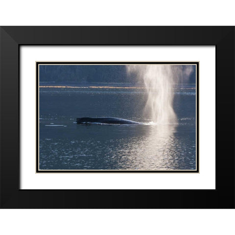 AK, Tongass NF Humpback whale spouting Black Modern Wood Framed Art Print with Double Matting by Illg, Cathy and Gordon