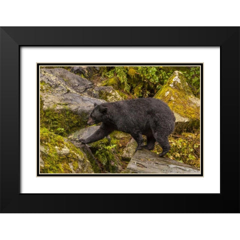 AK, Tongass NF Black bear walking among boulders Black Modern Wood Framed Art Print with Double Matting by Illg, Cathy and Gordon