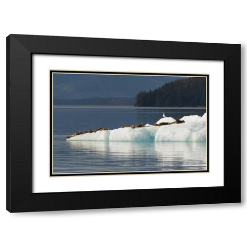 Alaska, Tongass NF Harbor seals on iceberg Black Modern Wood Framed Art Print with Double Matting by Illg, Cathy and Gordon