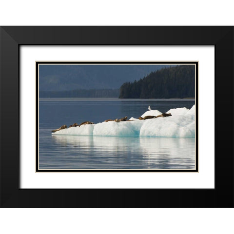 Alaska, Tongass NF Harbor seals on iceberg Black Modern Wood Framed Art Print with Double Matting by Illg, Cathy and Gordon