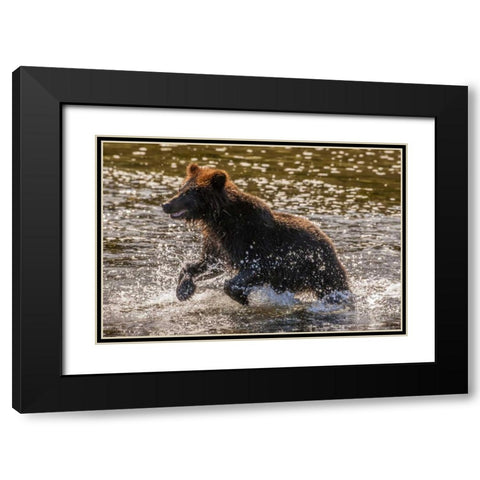 AK, Tongass NF Young grizzly cub hunting fish Black Modern Wood Framed Art Print with Double Matting by Illg, Cathy and Gordon